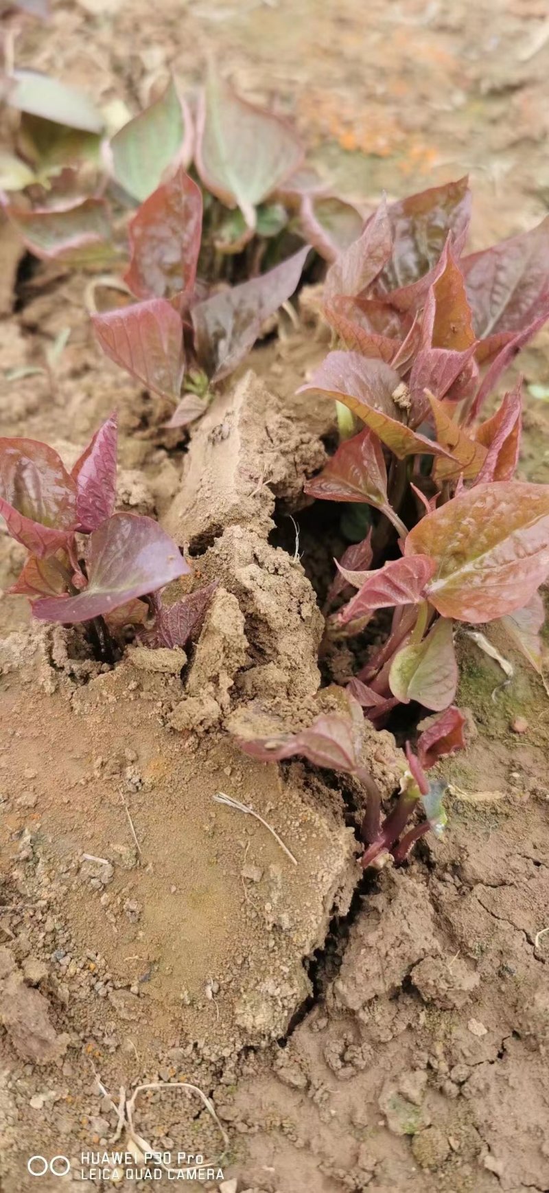 商薯苗商薯19种苗育苗基地直供优质脱毒红薯苗发全国