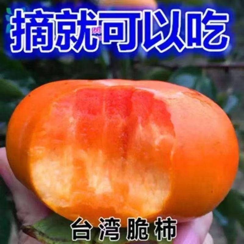 柿子树苗脆甜柿子苗大果耐寒无籽无核盆栽地栽南北方种植当年