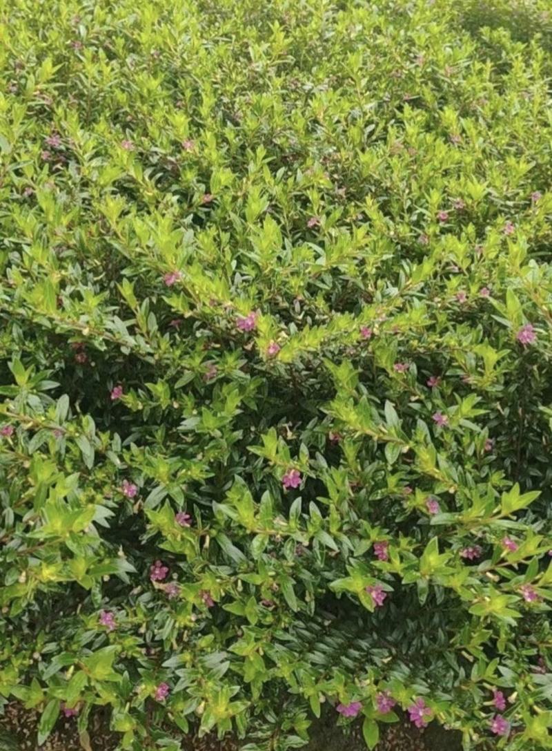 红花满天星，花期长冠幅大，小区绿化植物，观赏价值高