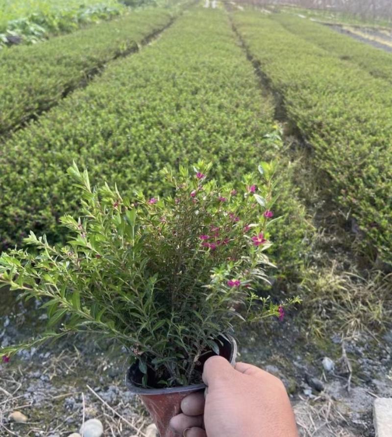 红花满天星，花期长冠幅大，小区绿化植物，观赏价值高