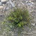 红花满天星，花期长冠幅大，小区绿化植物，观赏价值高