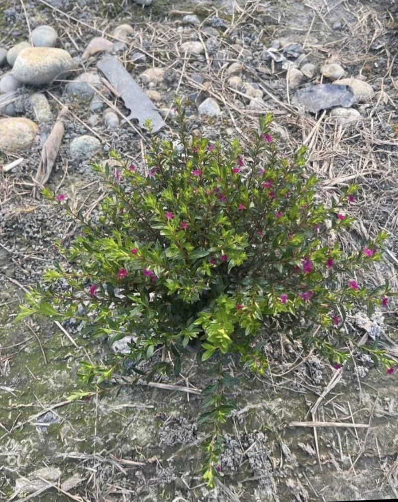 红花满天星，花期长冠幅大，小区绿化植物，观赏价值高