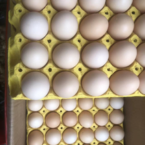 精品鸡蛋土蛋初生蛋粉壳白壳红壳绿壳价格直发一手货源