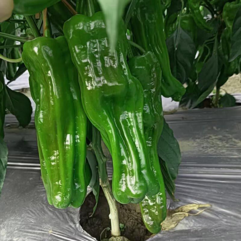 新薄皮大果型薄皮芜湖椒皱皮椒薄皮椒辣椒种子