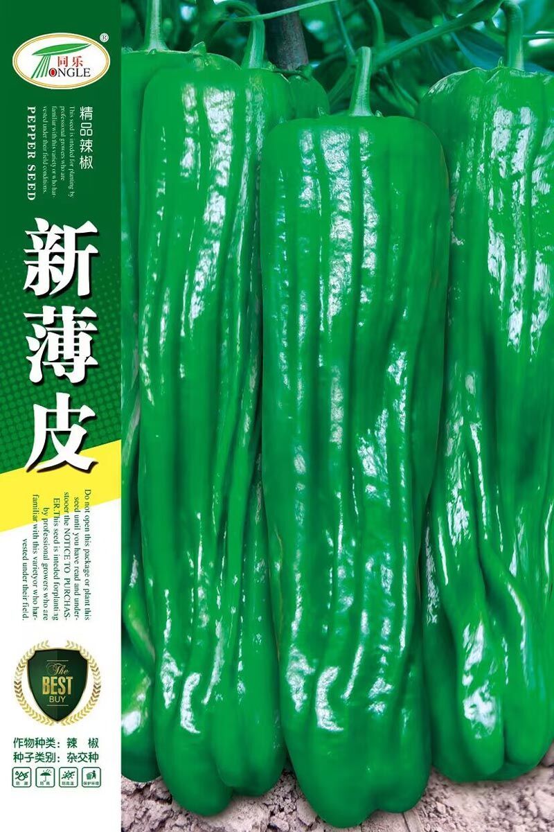 新薄皮大果型薄皮芜湖椒皱皮椒薄皮椒辣椒种子