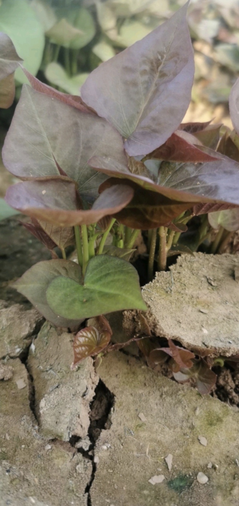 河南禹州红薯种苗烟薯红薯苗蜜薯苗量大从优发全国