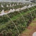 河南禹州红薯种苗烟薯红薯苗蜜薯苗量大从优发全国