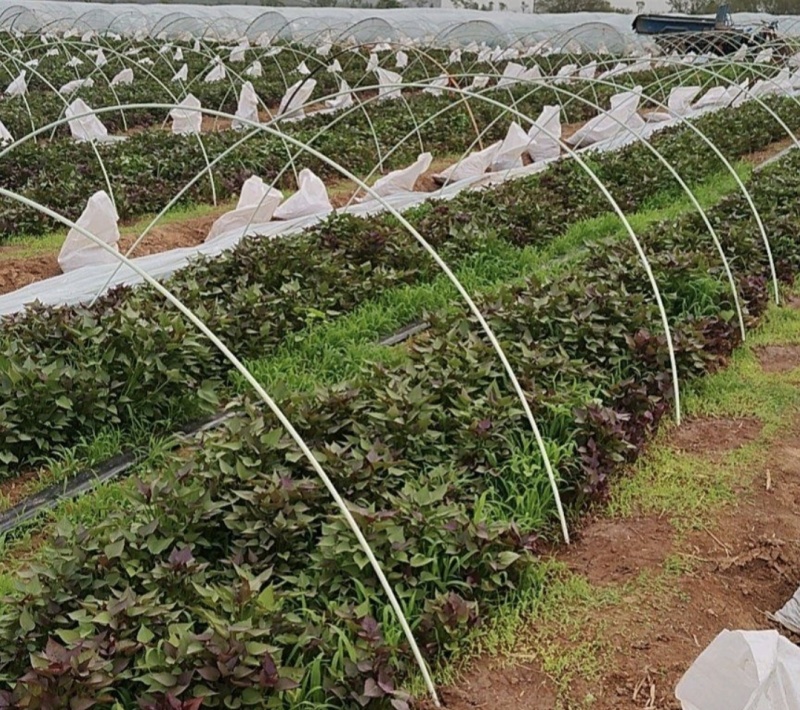 河南禹州红薯种苗烟薯红薯苗蜜薯苗量大从优发全国