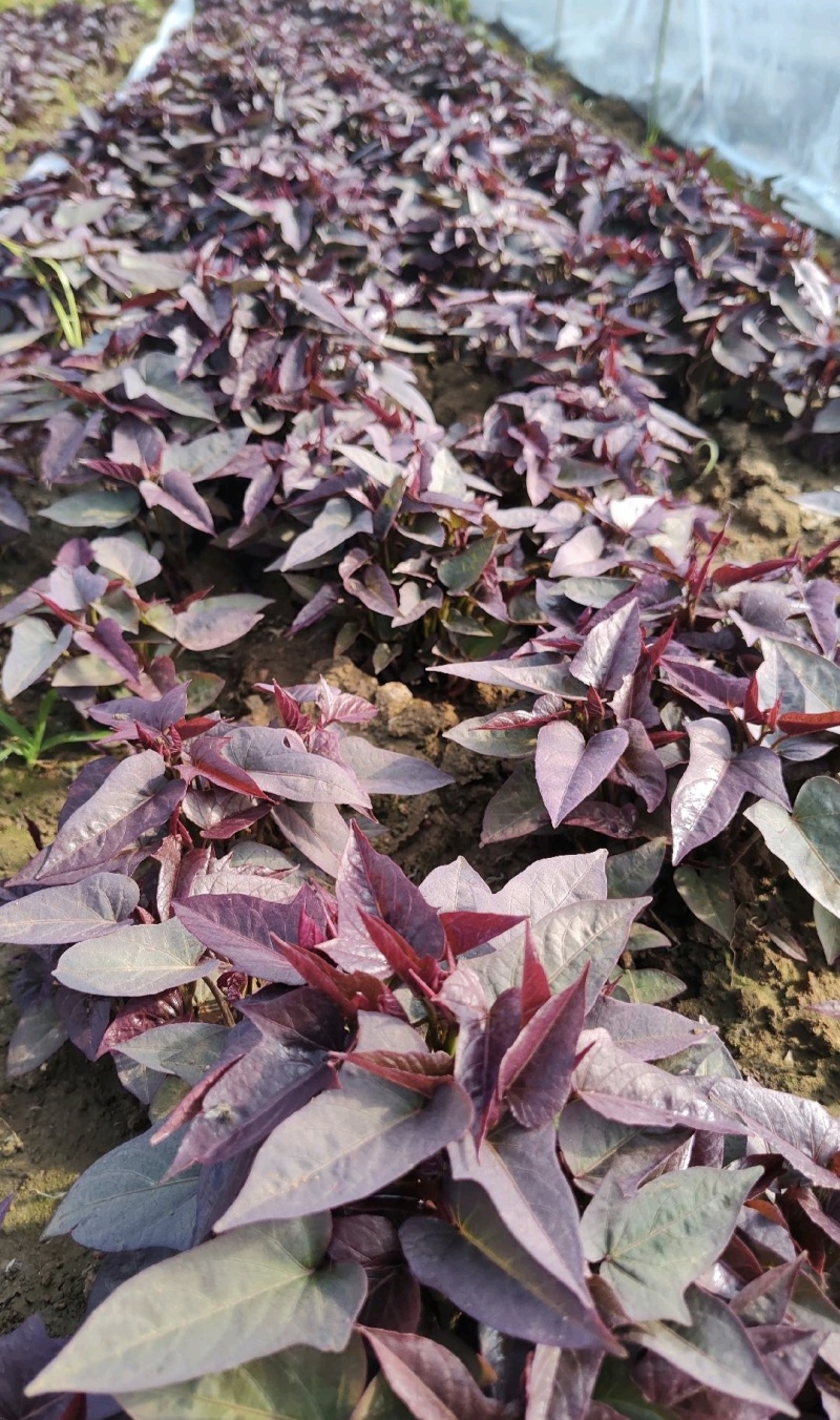 河南禹州红薯种苗烟薯红薯苗蜜薯苗量大从优发全国