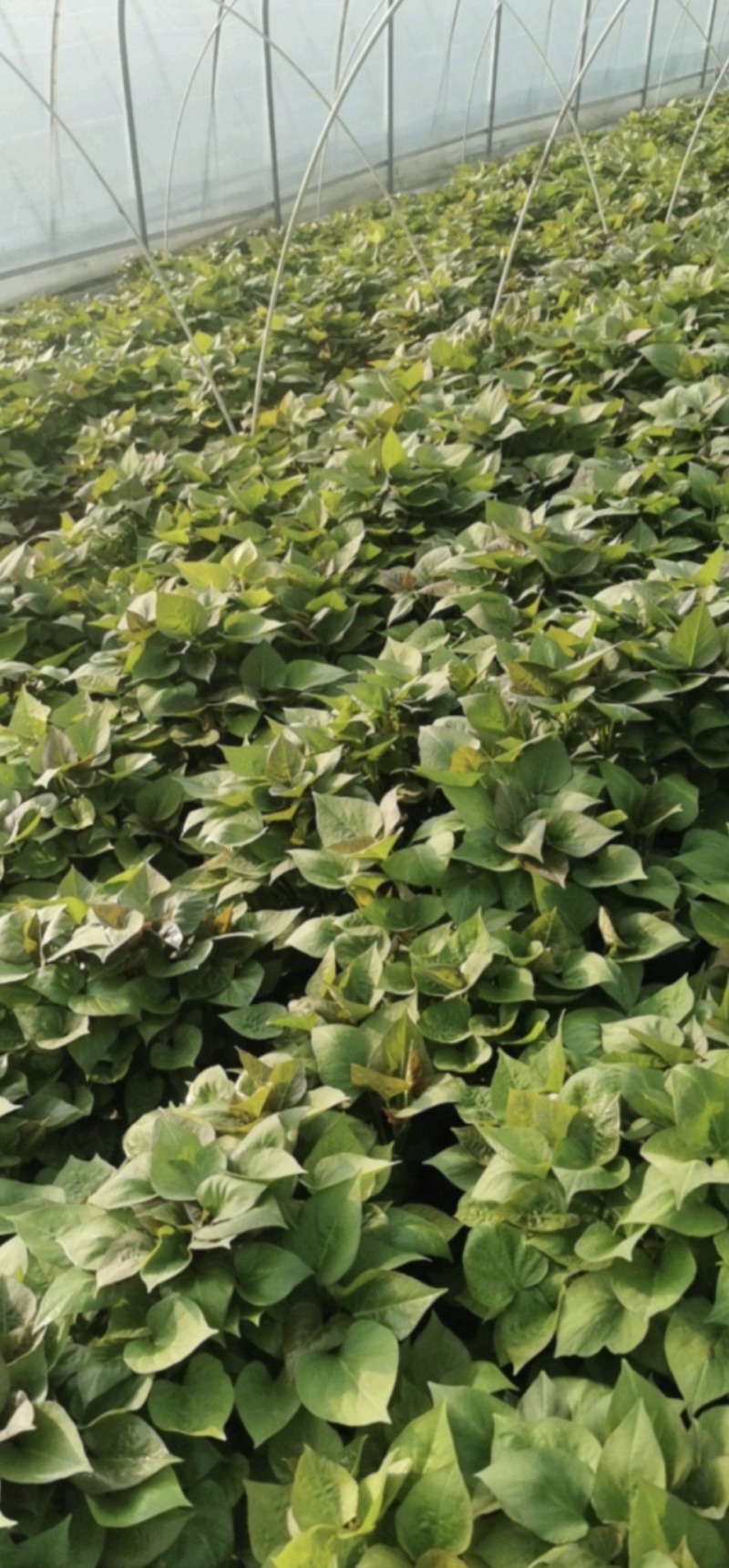 河南禹州红薯种苗烟薯红薯苗蜜薯苗量大从优发全国