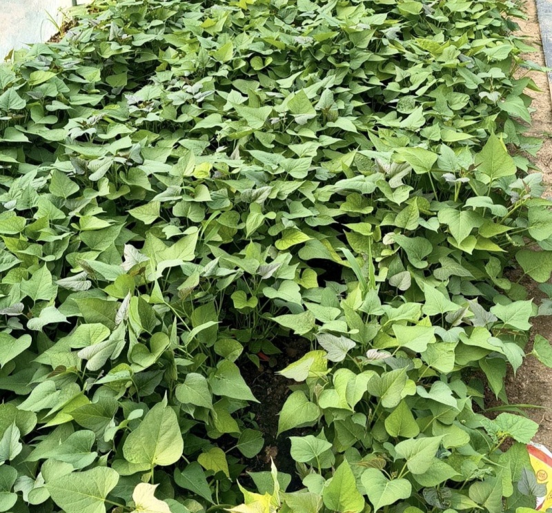河南禹州红薯种苗烟薯红薯苗蜜薯苗量大从优发全国