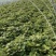 河南禹州红薯种苗烟薯红薯苗蜜薯苗量大从优发全国