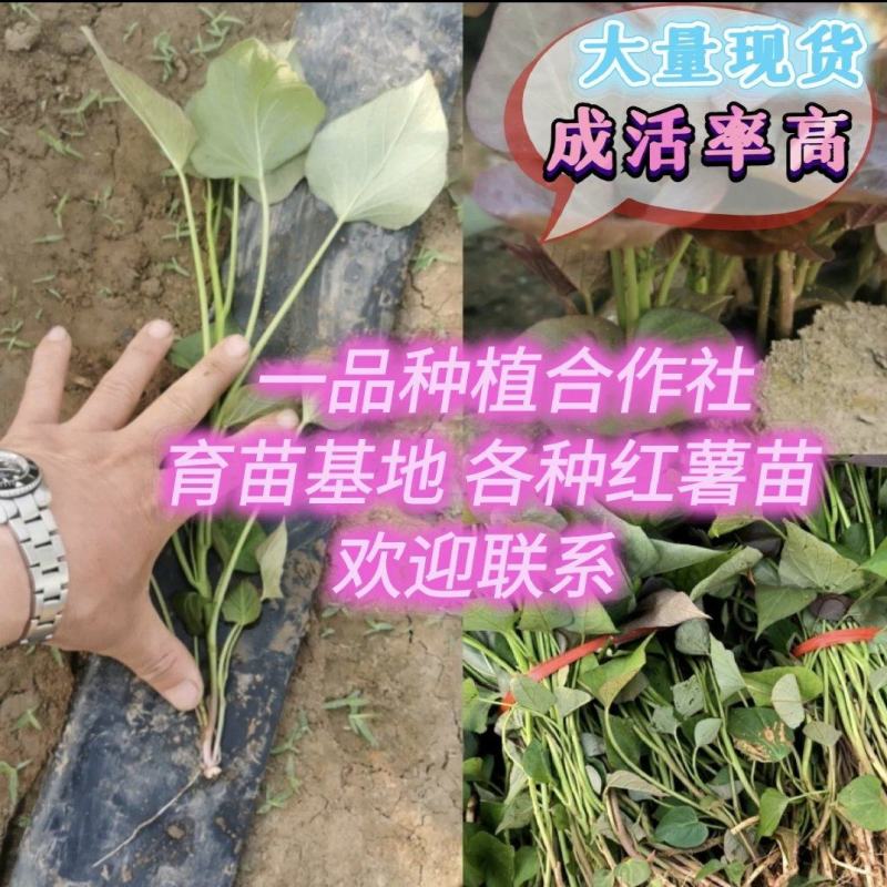 河南禹州红薯种苗烟薯红薯苗蜜薯苗量大从优发全国