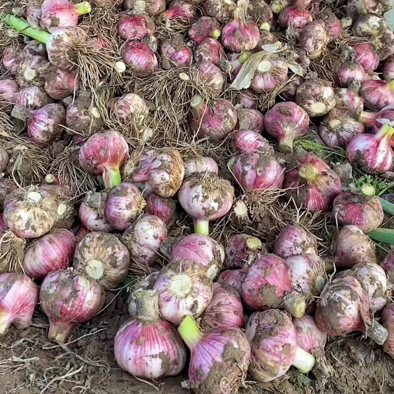 大蒜鲜蒜头紫皮蒜供大型商超市场电商产地直发