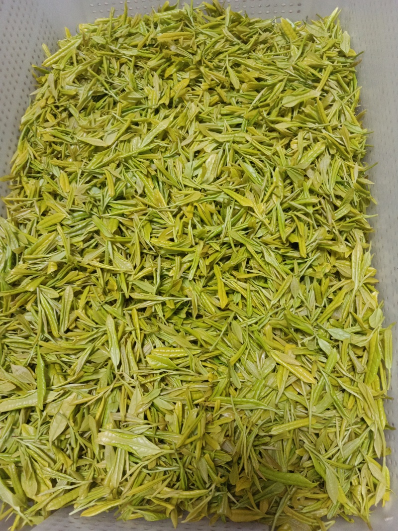 安吉白茶，黄茶，奶白茶，绿茶