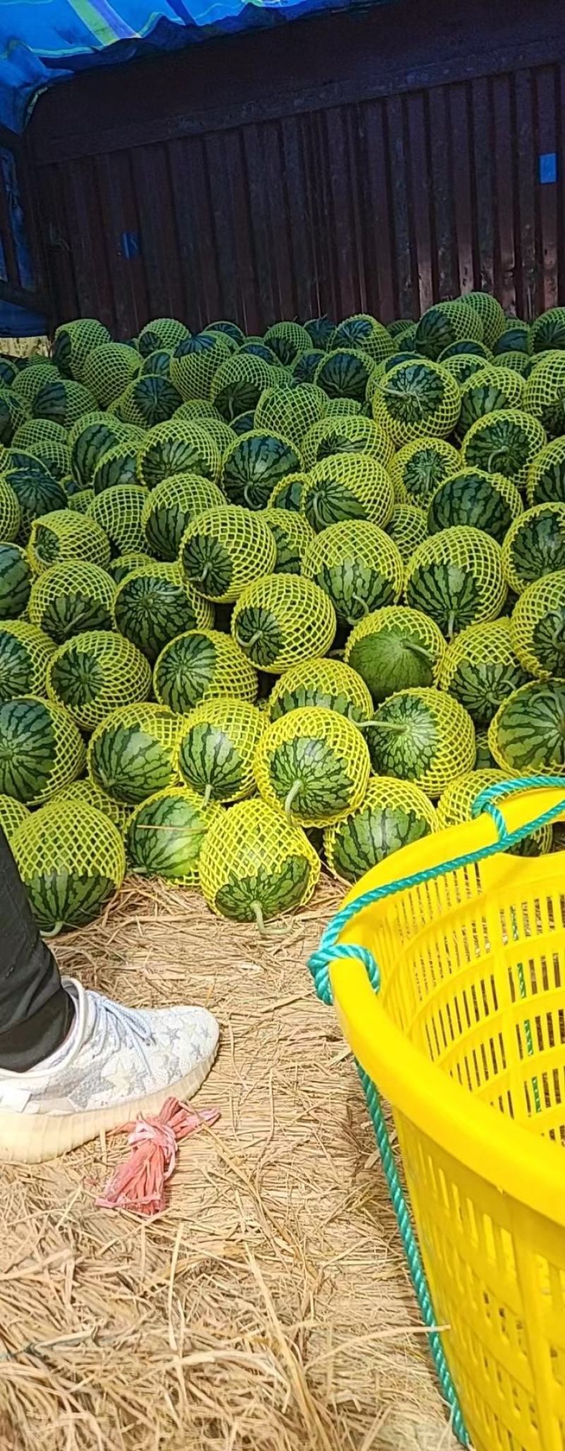 江苏东台特小凤西瓜/产地直发/大量供应/品质保障包熟包甜