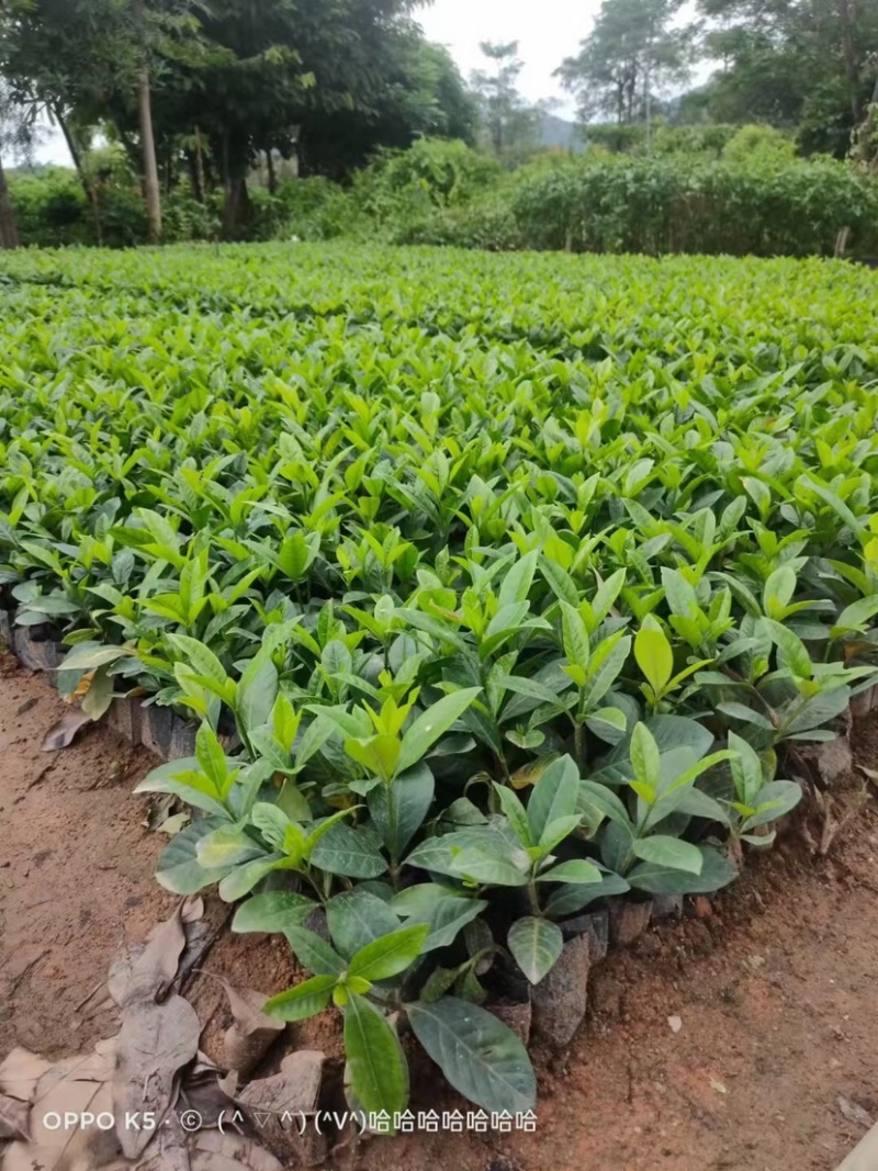 大叶小叶栀子花小袋中袋基地直销质量优质欢迎来电咨询