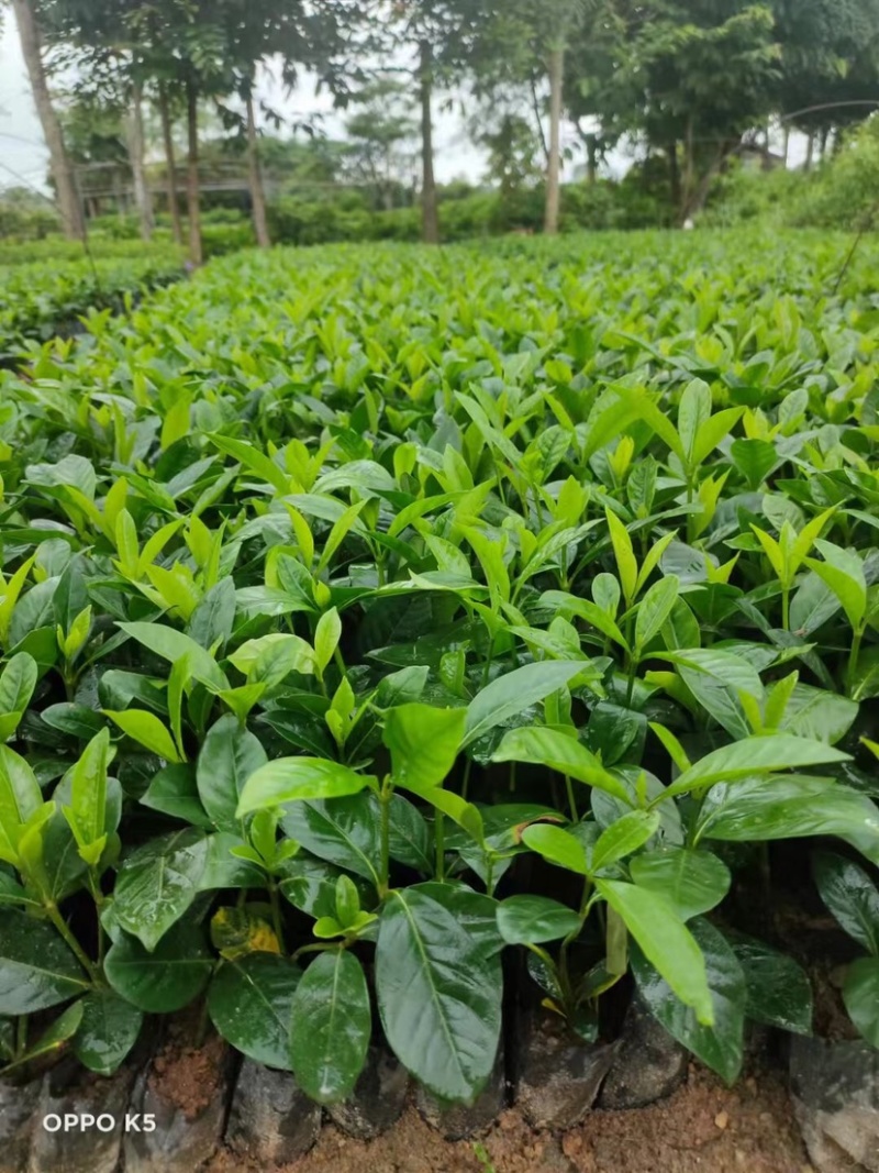 大叶小叶栀子花小袋中袋基地直销质量优质欢迎来电咨询