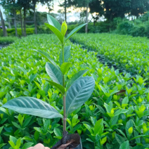 大叶小叶栀子花小袋中袋基地直销质量优质欢迎来电咨询