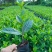 大叶小叶栀子花小袋中袋基地直销质量优质欢迎来电咨询