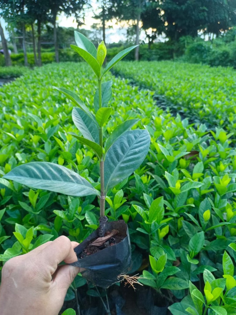 大叶小叶栀子花小袋中袋基地直销质量优质欢迎来电咨询