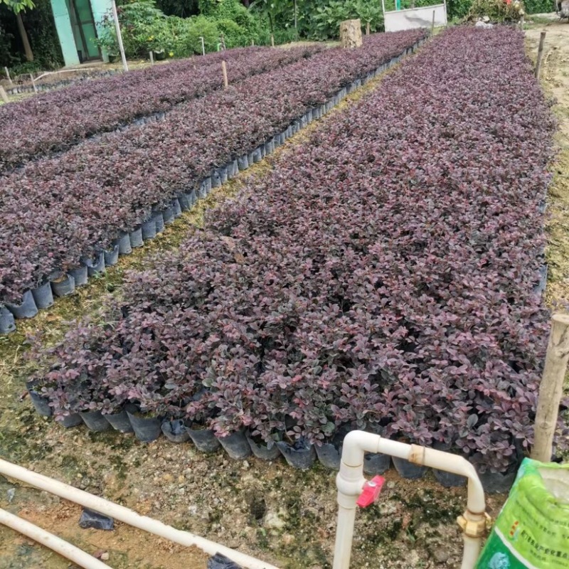 红继木小袋中袋基地直销有需要绿化工程的老板来电咨询合作
