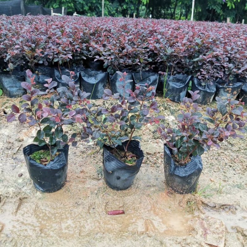红继木小袋中袋基地直销有需要绿化工程的老板来电咨询合作