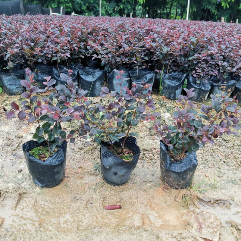 红继木小袋中袋基地直销有需要绿化工程的老板来电咨询合作