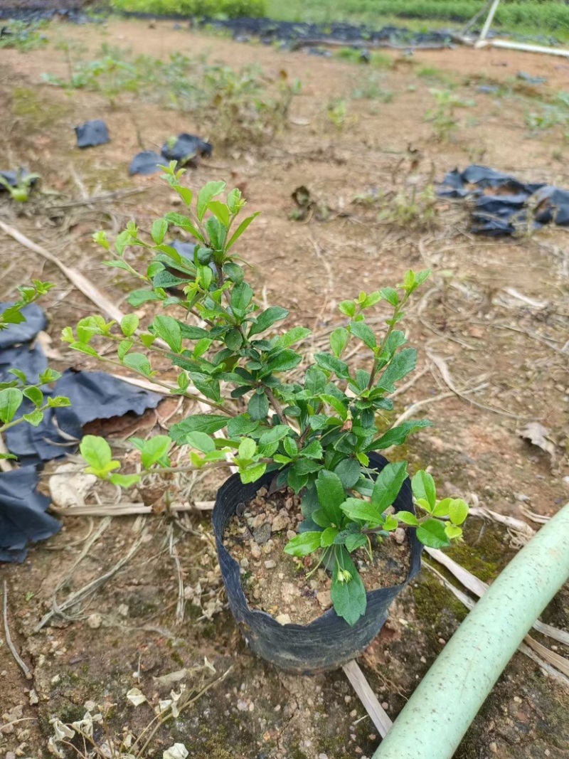 福建茶小袋中袋球类基地直销规格齐全欢迎来电咨询合作