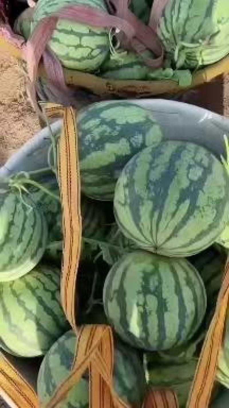 东台有籽美都西瓜口感脆甜大量有货保质保量承接全国市场商超