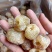 无核软蜜枣硬蜜枣厂家供应批发价格质量保证规格齐全