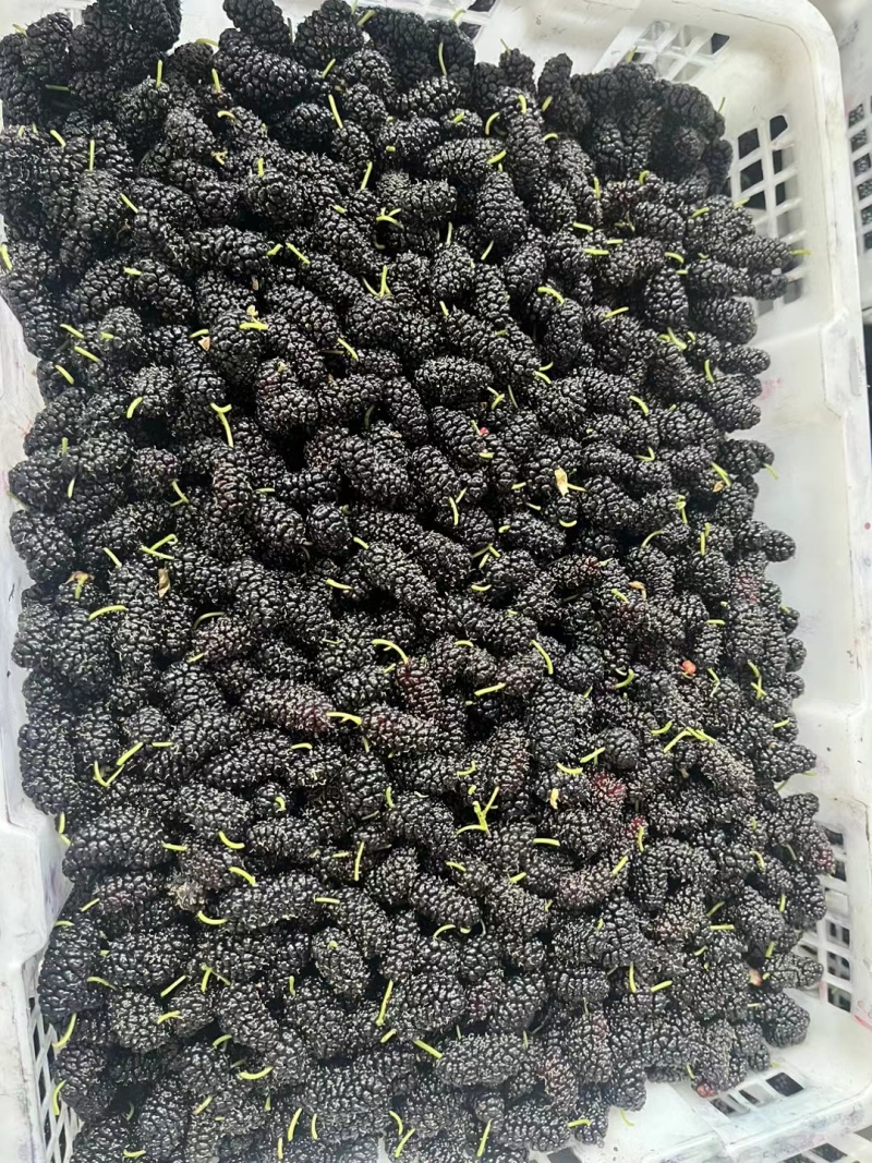 速冻桑葚冷冻桑葚大凉山桑葚