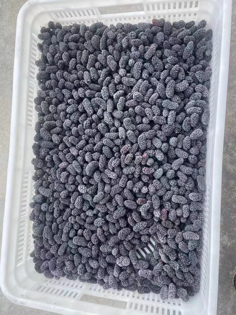 速冻桑葚冷冻桑葚大凉山桑葚