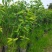 樱桃苗，杯苗