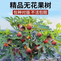 无花果树苗盆栽地栽当年结果特大无花果苗耐寒南北方种植果树