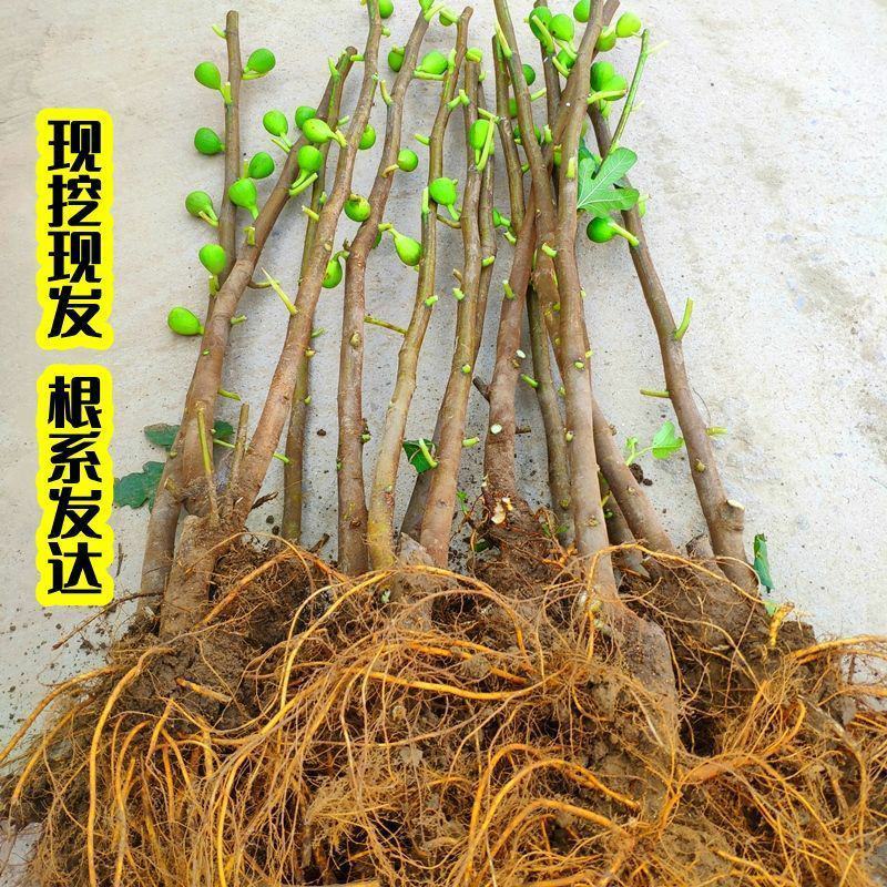 无花果树苗盆栽地栽当年结果特大无花果苗耐寒南北方种植果树