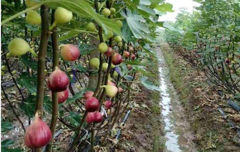 无花果树苗盆栽地栽当年结果特大无花果苗耐寒南北方种植果树