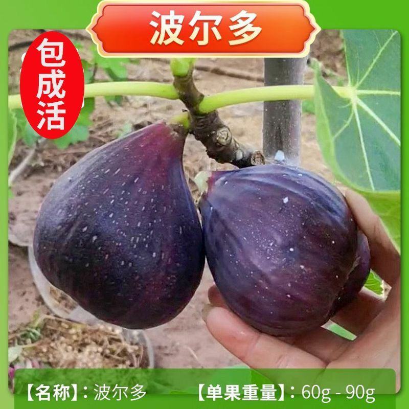 无花果树苗盆栽地栽当年结果特大无花果苗耐寒南北方种植果树