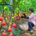 无花果树苗盆栽地栽当年结果特大无花果苗耐寒南北方种植果树