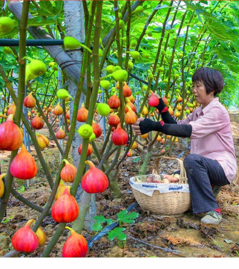 无花果树苗盆栽地栽当年结果特大无花果苗耐寒南北方种植果树