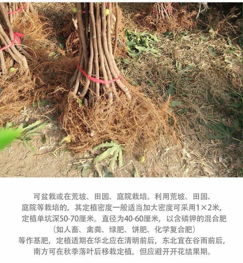 无花果树苗盆栽地栽当年结果特大无花果苗耐寒南北方种植果树