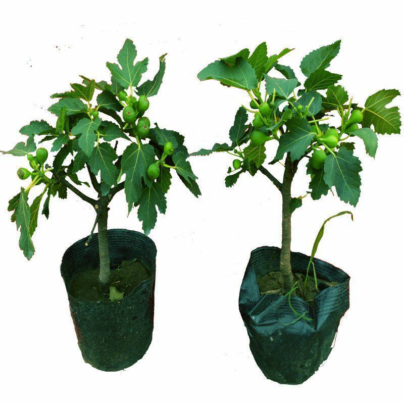 无花果树苗盆栽地栽当年结果特大无花果苗耐寒南北方种植果树