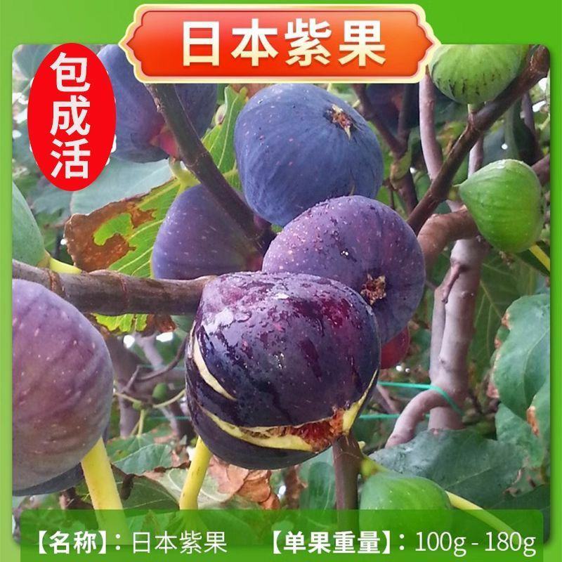 无花果树苗盆栽地栽当年结果特大无花果苗耐寒南北方种植果树