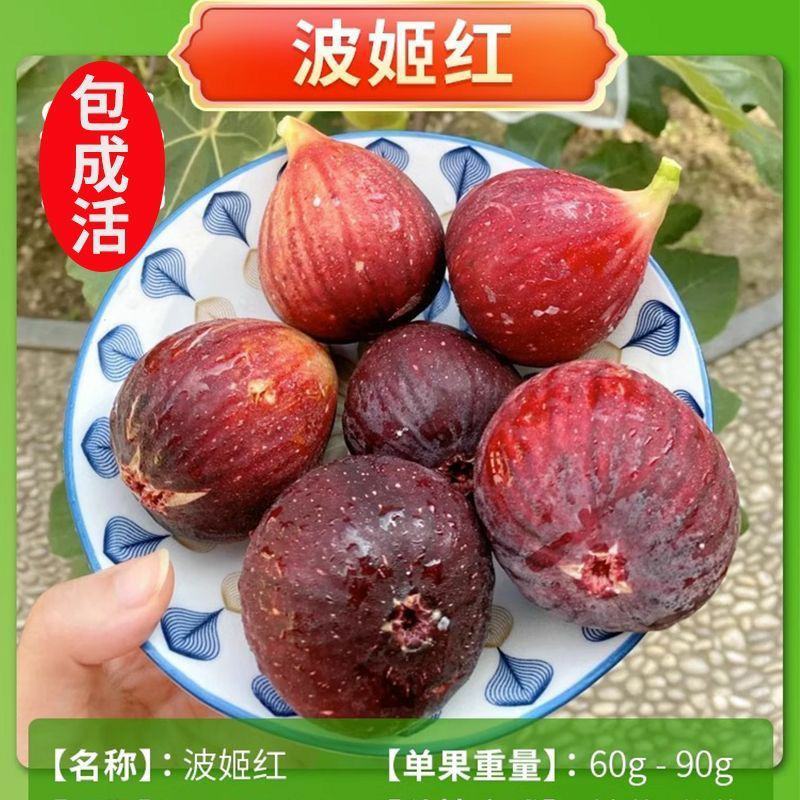 无花果树苗盆栽地栽当年结果特大无花果苗耐寒南北方种植果树