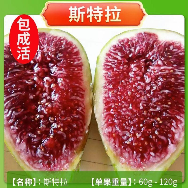 无花果树苗盆栽地栽当年结果特大无花果苗耐寒南北方种植果树