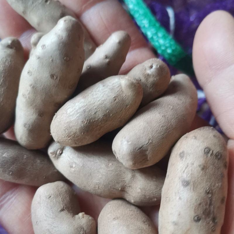 产地直销精品小白嘴山药豆，糖葫芦专用豆，对接电商