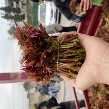 四川大竹二茬香椿芽，质量上层，颜色漂亮，欢迎来电资询