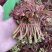 四川大竹二茬香椿芽，质量上层，颜色漂亮，欢迎来电资询