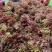 四川大竹二茬香椿芽，质量上层，颜色漂亮，欢迎来电资询