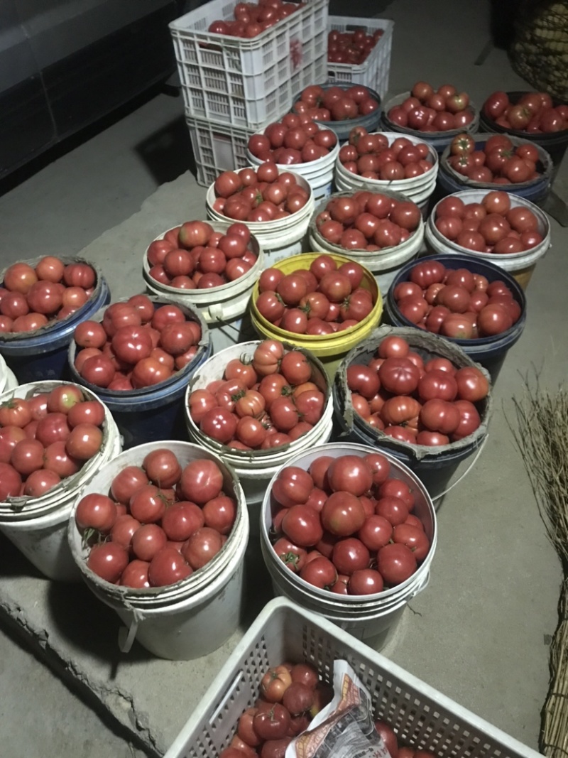 即墨华山自家种植普罗旺斯西红柿